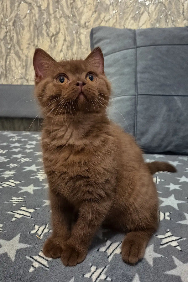 Baron | british shorthair kitten
