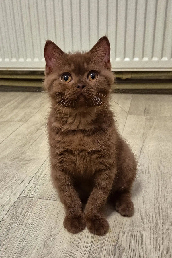 Baron | british shorthair kitten