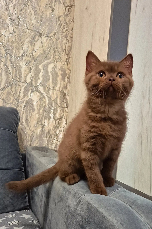 Baron | british shorthair kitten