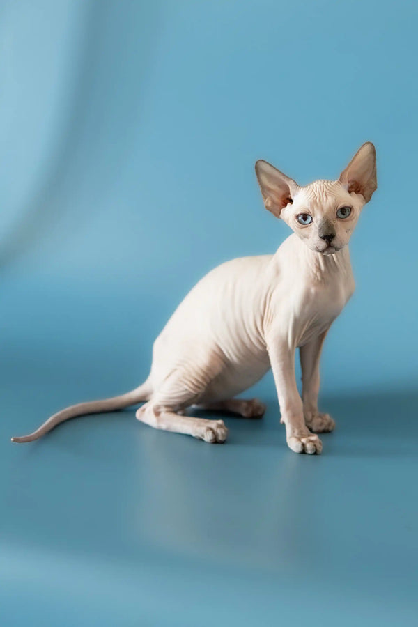 Hairless Canadian Sphynx kitten with alert expression and big ears, perfect for cuddles