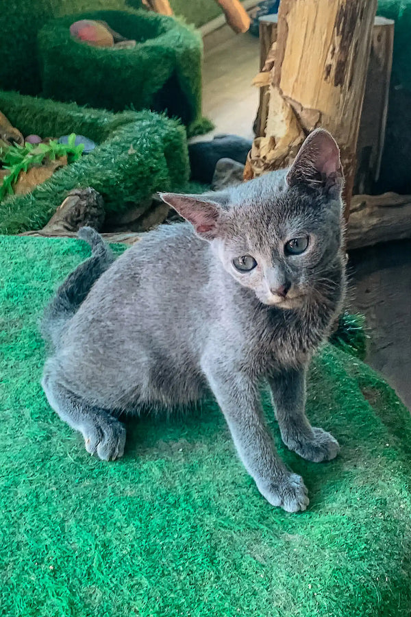 Adorable gray kitten with striking green eyes, perfect for Baron, the Russian Blue Kitten
