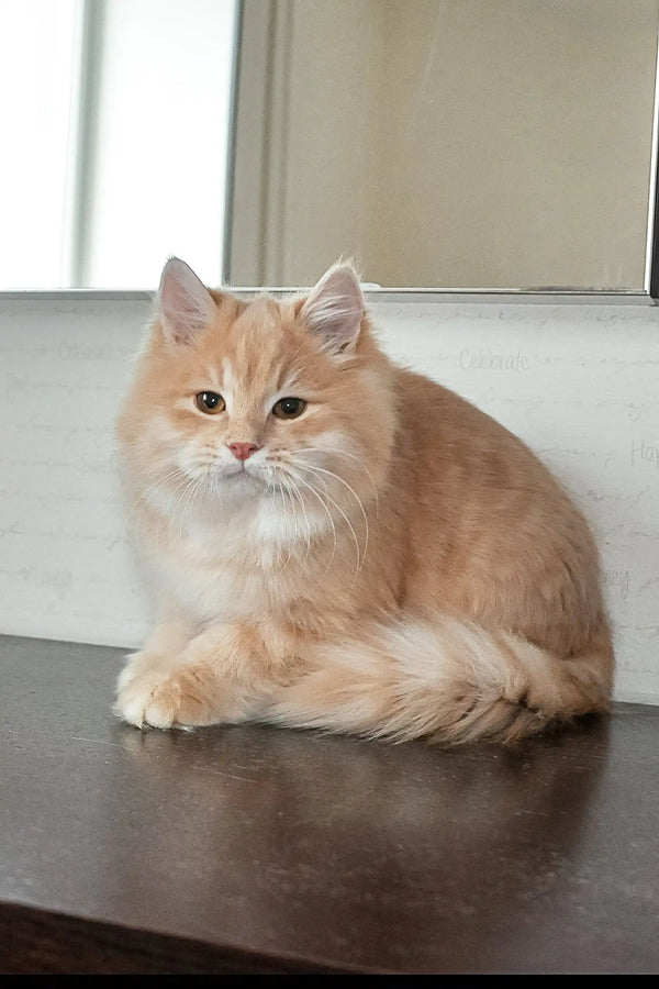 Cream-colored fluffy cat sitting like royalty for Baron Siberian Kitten product