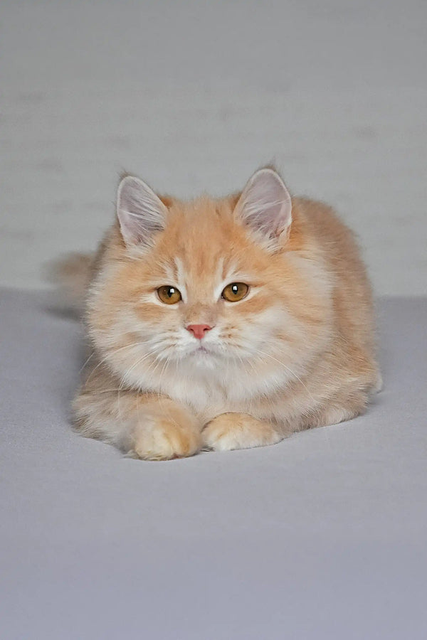 Cream-colored fluffy cat with pointed ears, gentle and adorable for Baron Siberian Kitten