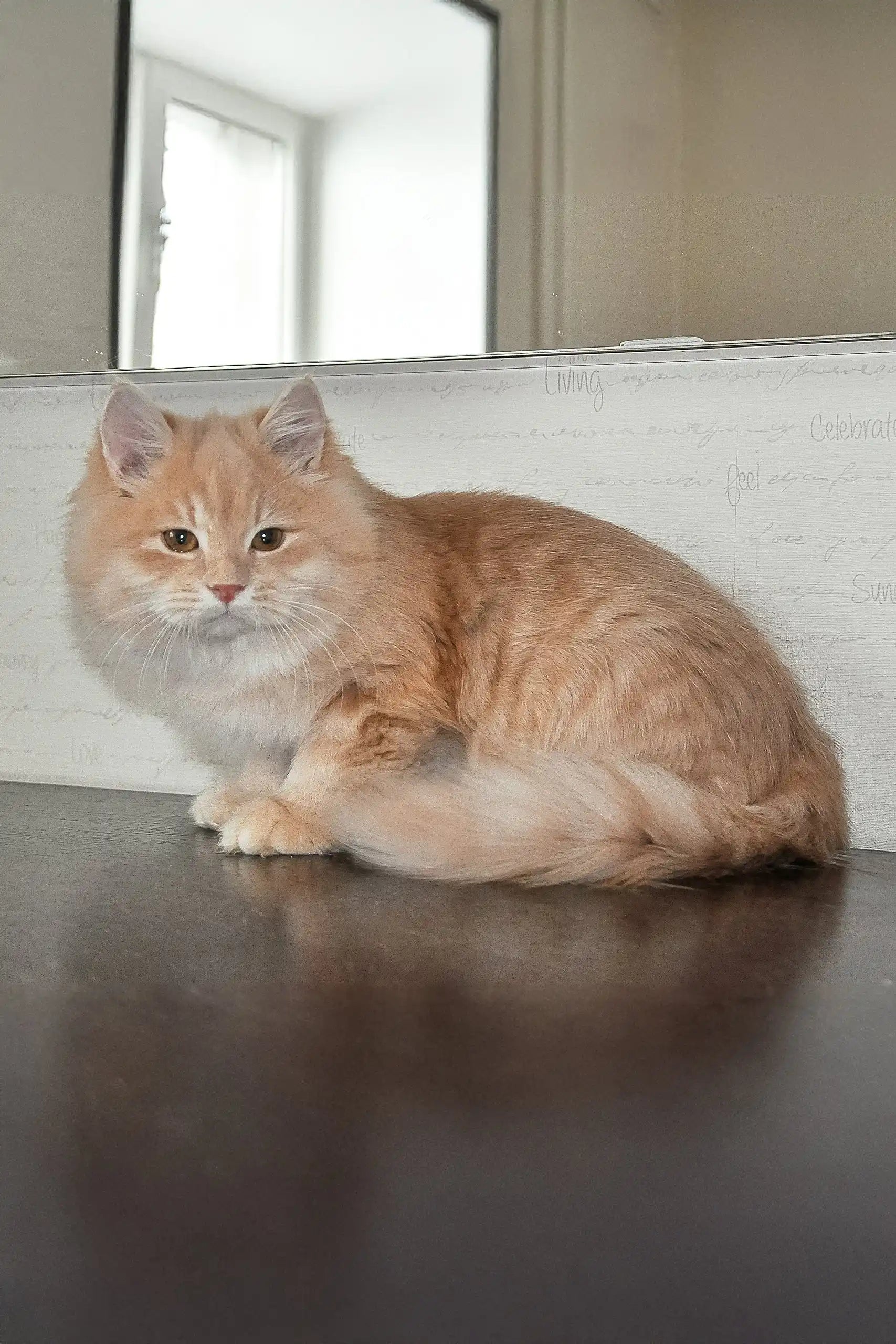 Baron Siberian Kitten Fluffy Elegance Awaits