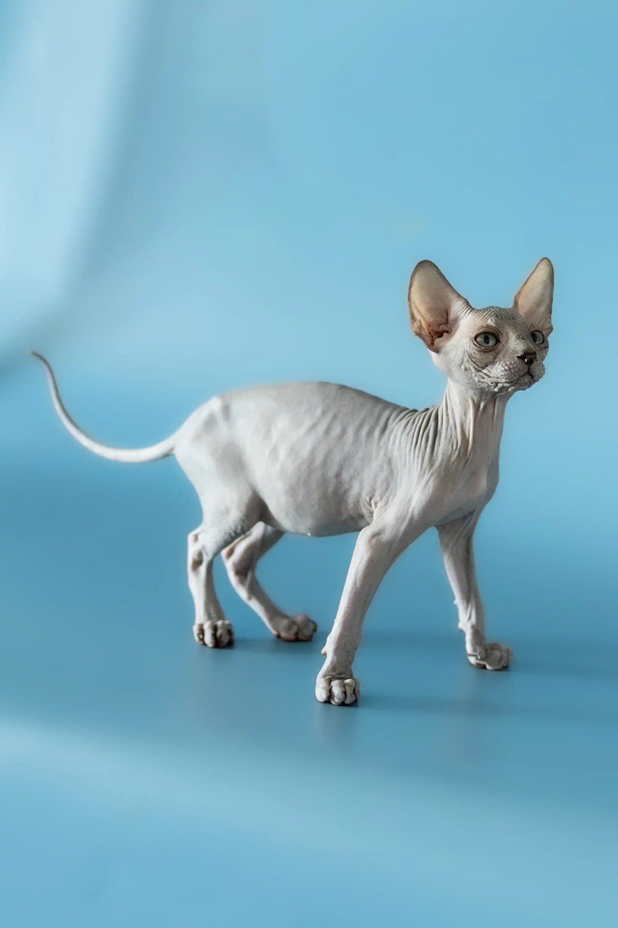 Barri the Sweet Canadian Sphynx Kitten
