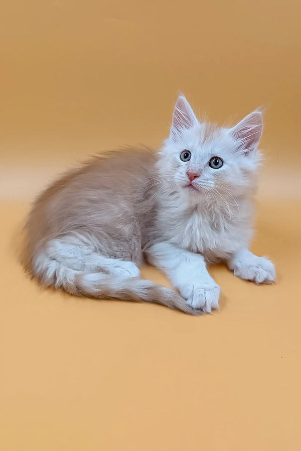 Fluffy light orange and white kitten from Barrow Maine Coon Kitten collection