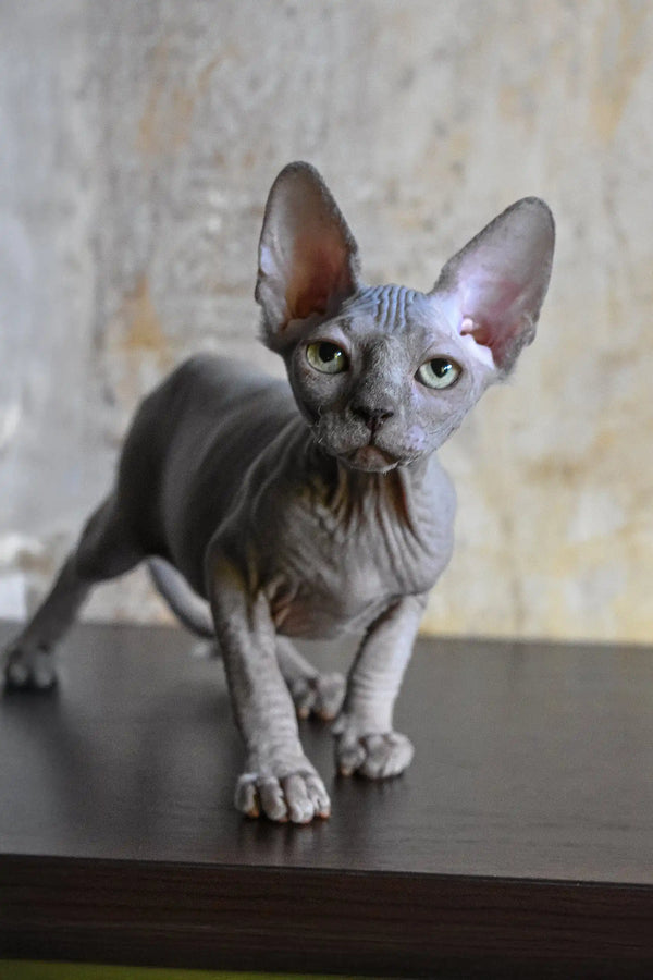 Hairless gray Sphynx cat from Basta Elf Sphynx Kitten product collection