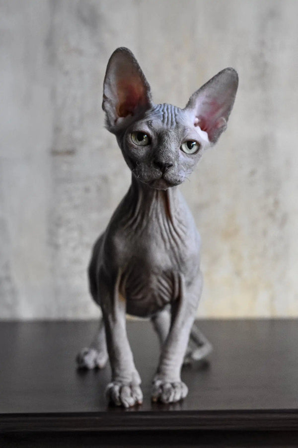 Cute hairless gray Sphynx cat from the Basta Elf Sphynx Kitten collection