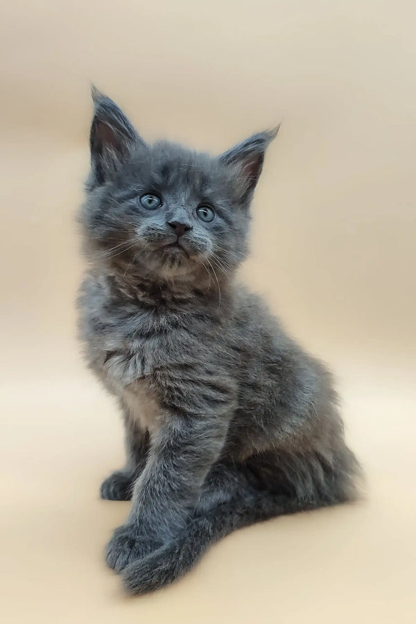 Cute gray fluffy kitten named Bear, a Maine Coon ready to play and cuddle
