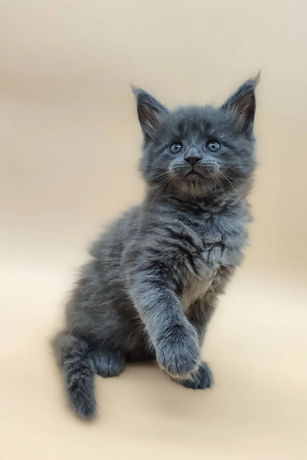 Adorable gray fluffy Maine Coon kitten named Bear looking playful and cuddly