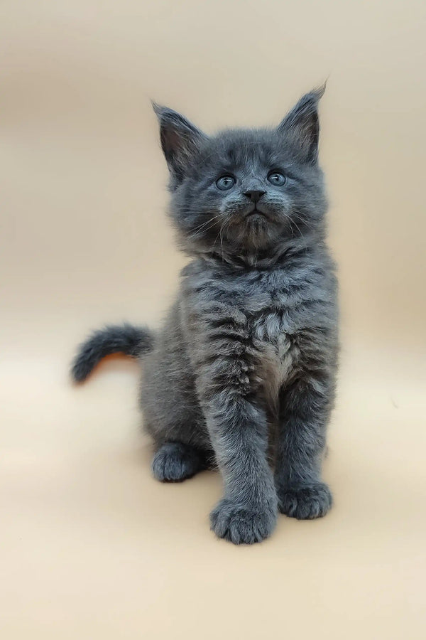 Gray kitten with tufted ears, perfect for Maine Coon lovers in Bear product