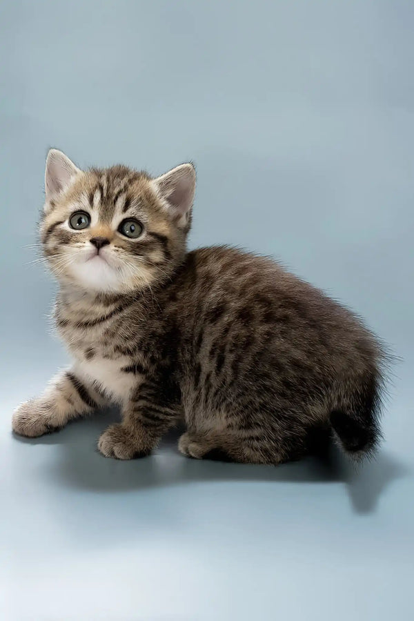 Beatrice | british shorthair kitten