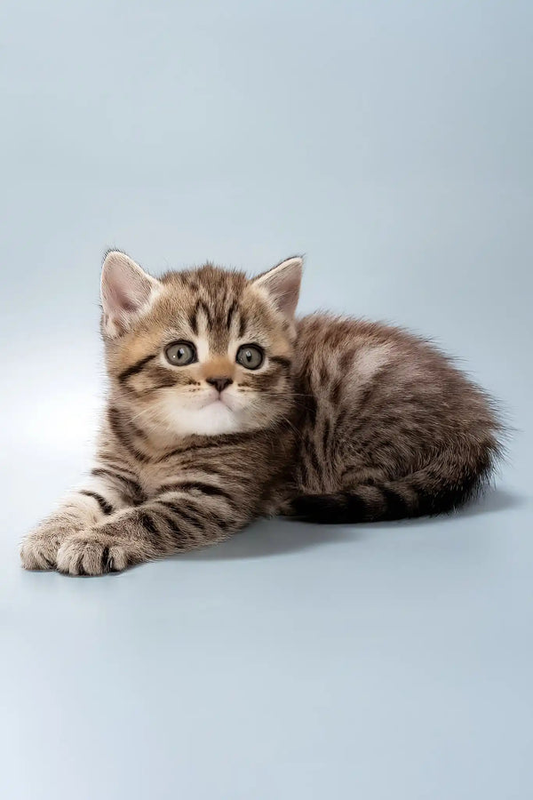 Beatrice | british shorthair kitten