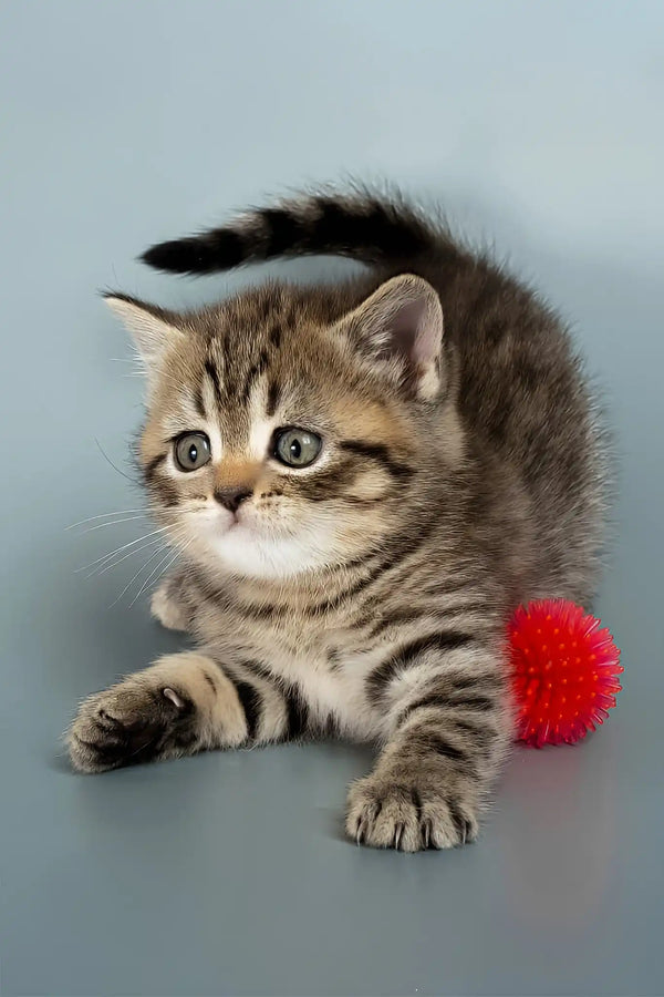 Beatrice | british shorthair kitten