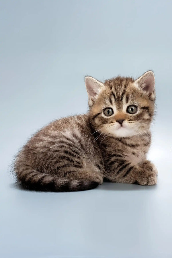 Beatrice | british shorthair kitten