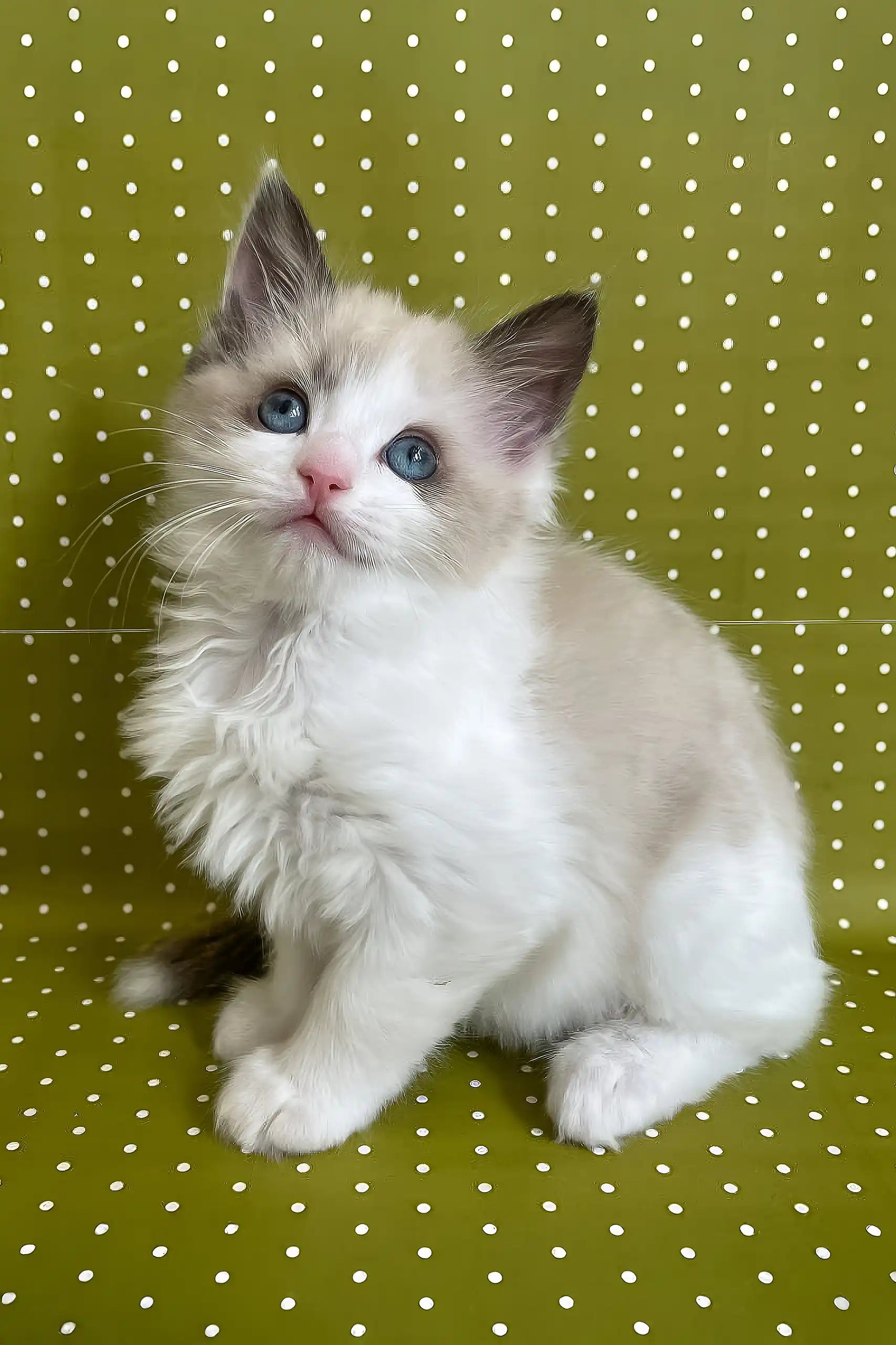 Blue Point Ragdoll Cat Week Old Ragdoll Kitten Ragdoll Kittens And