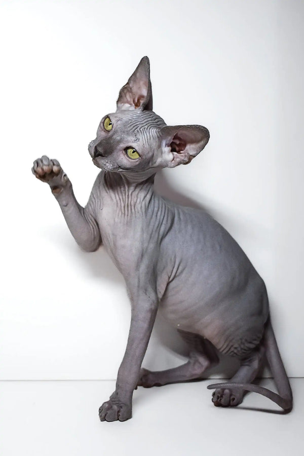 Cute Hairless Sphynx kitten Bella with green eyes playfully raising a paw