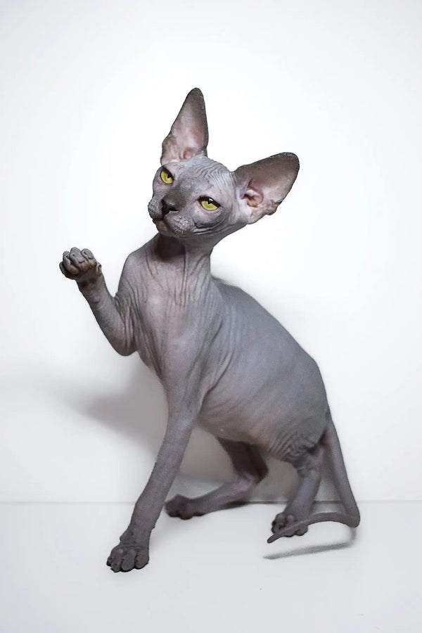 Adorable Hairless Sphynx cat with one paw raised in Bella | Elf Sphynx Kitten product