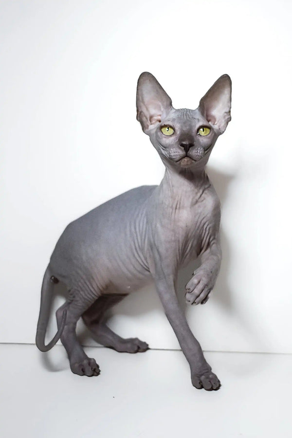 Hairless gray Sphynx kitten Bella with bright green eyes, perfect for cat lovers