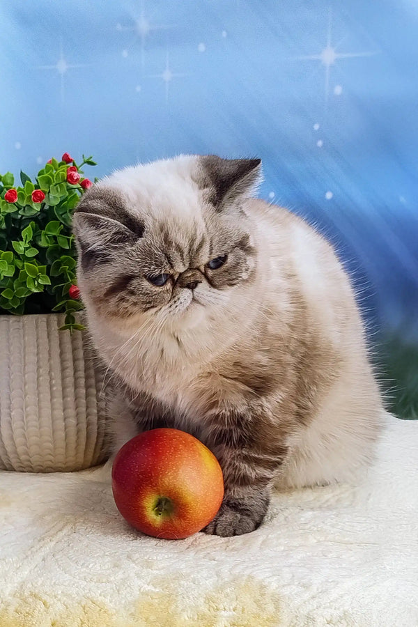 Grumpy-faced cat with an apple starring in the Bella Exotic Shorthair Kitten product