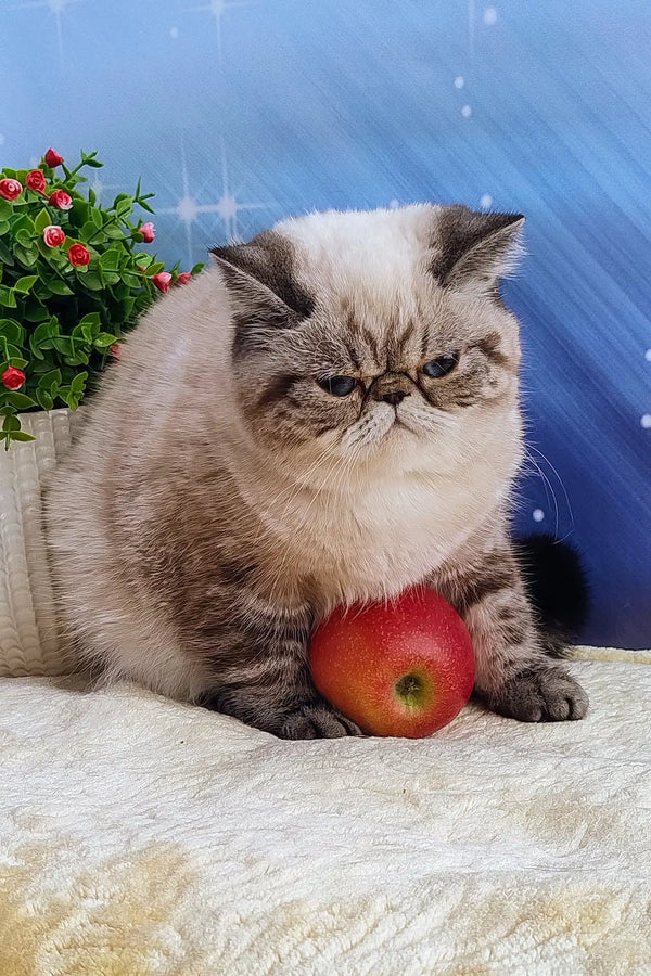 Grumpy-faced Exotic Shorthair kitten Bella posing with a bright red apple