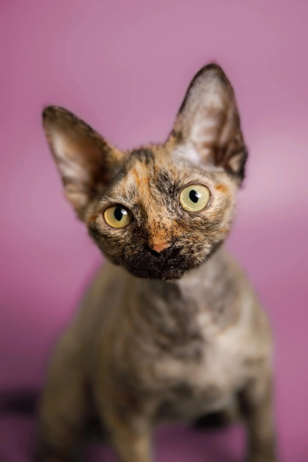 Hairless Devon Rex kitten with big ears and bright eyes on a pink background