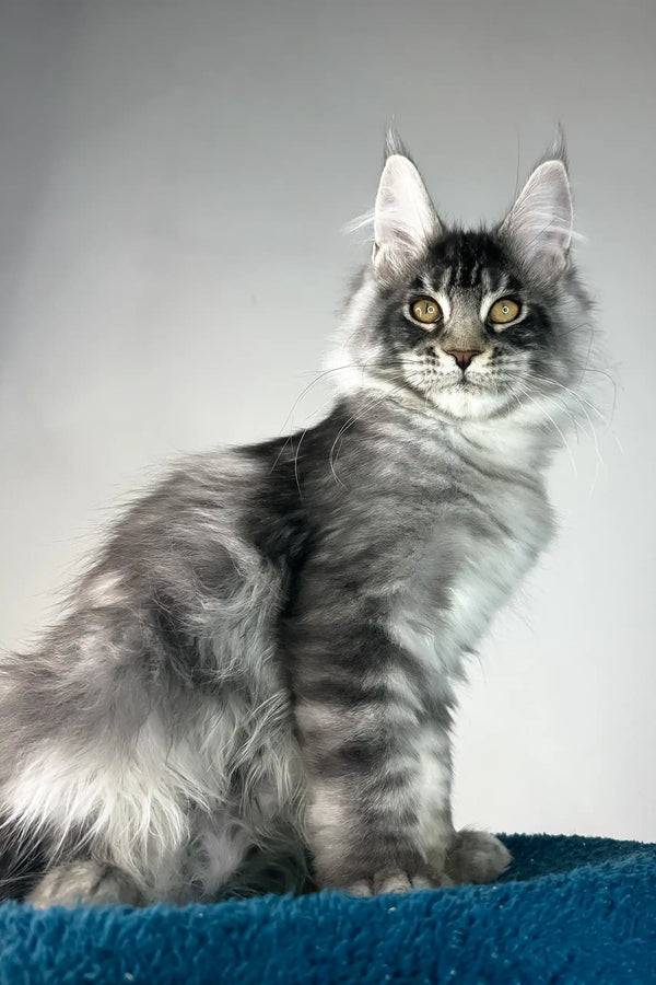 Benjamin | maine coon kitten