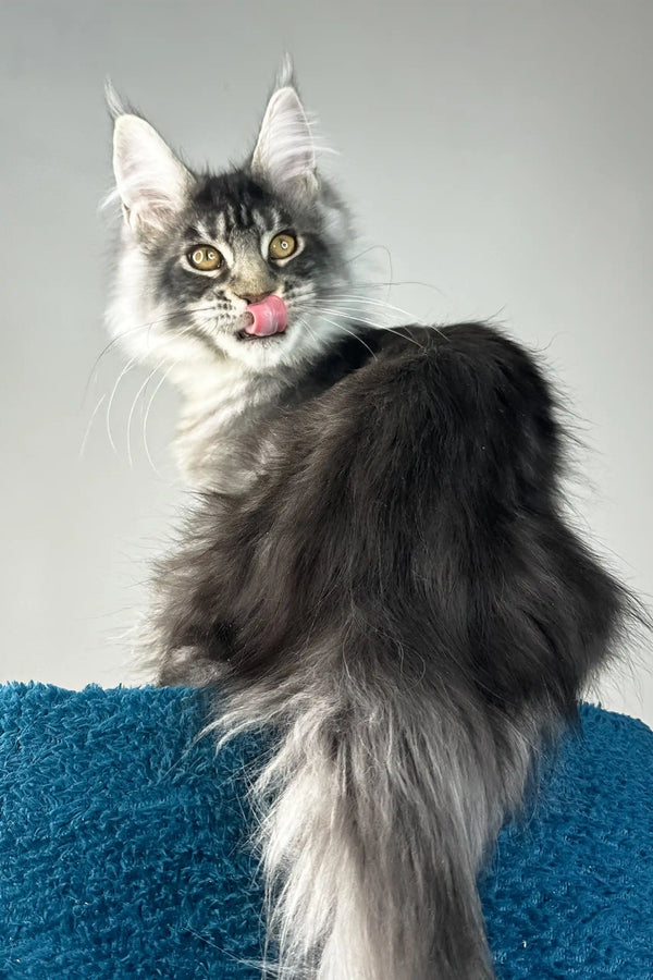 Benjamin | maine coon kitten