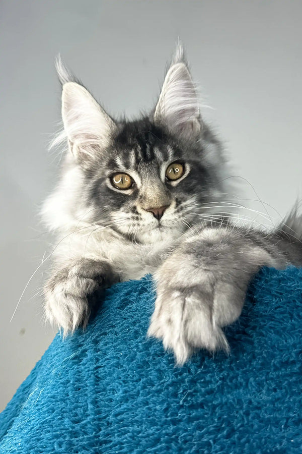 Benjamin | maine coon kitten