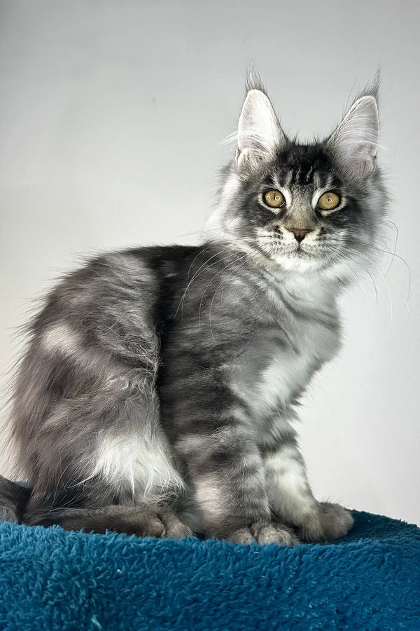 Benjamin | maine coon kitten