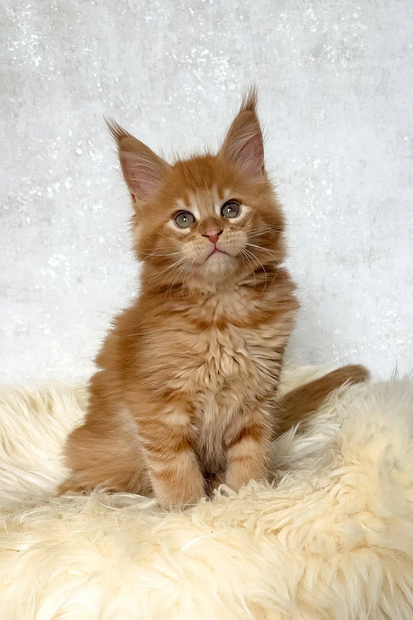 Benji | maine coon kitten