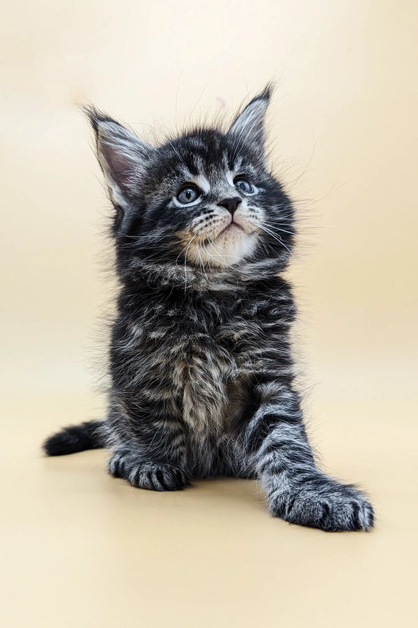 Adorable Maine Coon kitten with fluffy fur and alert blue eyes, perfect for cuddles