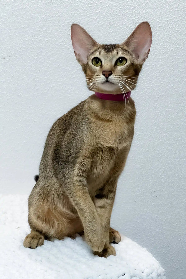 Betsy | oriental shorthair kitten