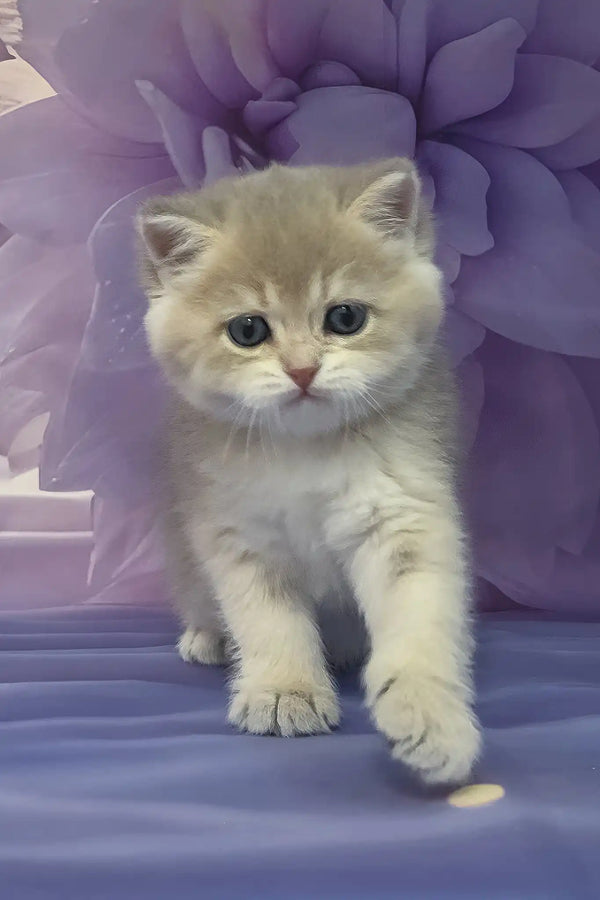 Bielya | british shorthair kitten