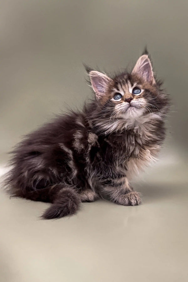 Fluffy Maine Coon kitten with wide eyes and perky ears in the Billy product