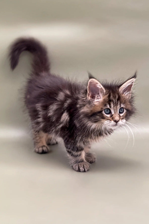 Fluffy Maine Coon kitten Billy with blue eyes and a curled tail