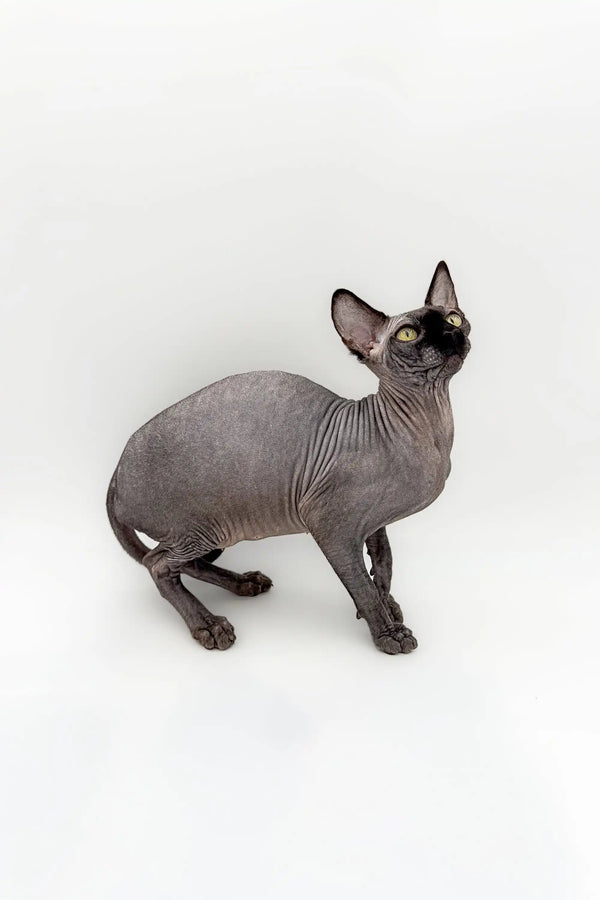 Stunning male Canadian Sphynx kitten with wrinkled gray skin and large ears