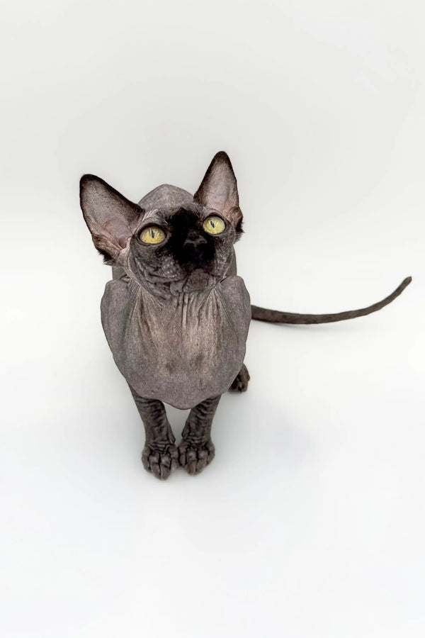 Cute Hairless Sphynx Kitten with big ears and bright eyes, a stunning male Canadian