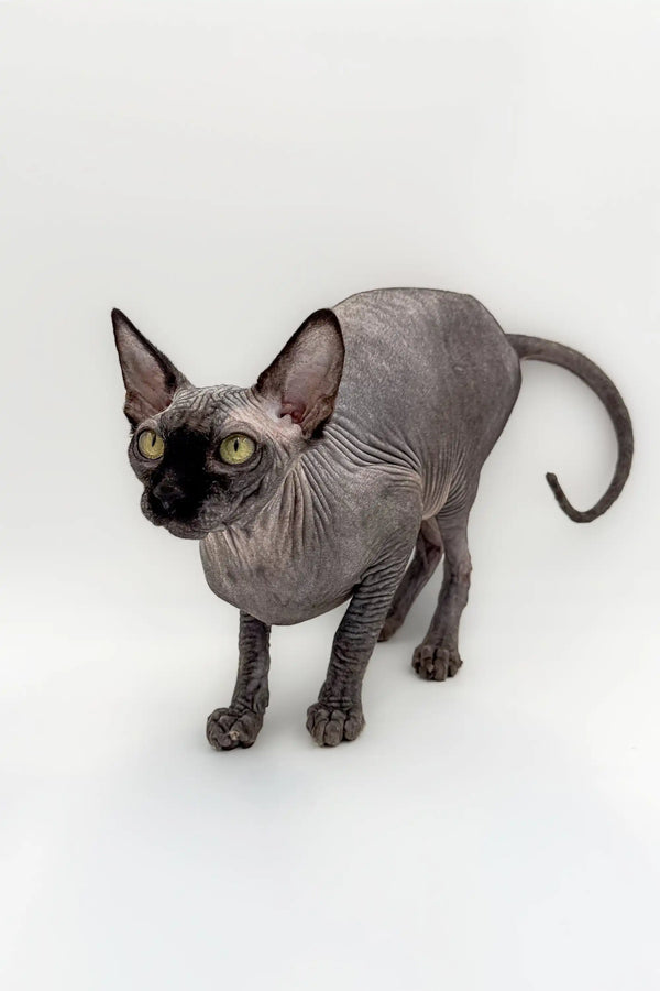 Hairless Sphynx kitten with wrinkled gray skin and big ears, stunning male Canadian
