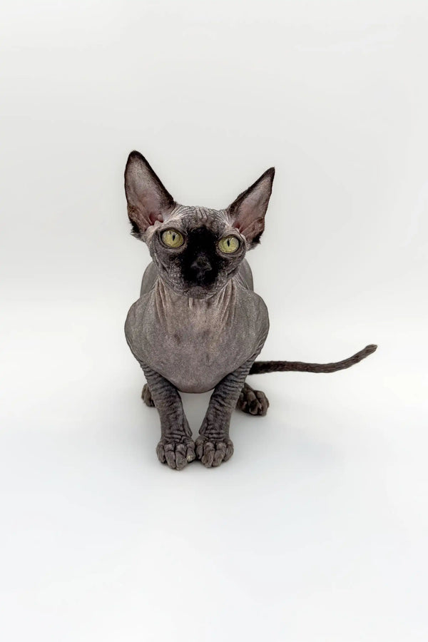Stunning male Canadian Sphynx kitten with oversized ears and bright eyes sitting proudly