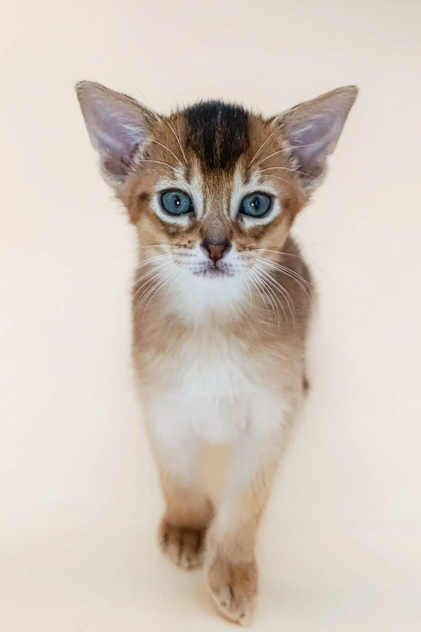 Cute Abyssinian kitten named Blackberry ready to steal your heart!
