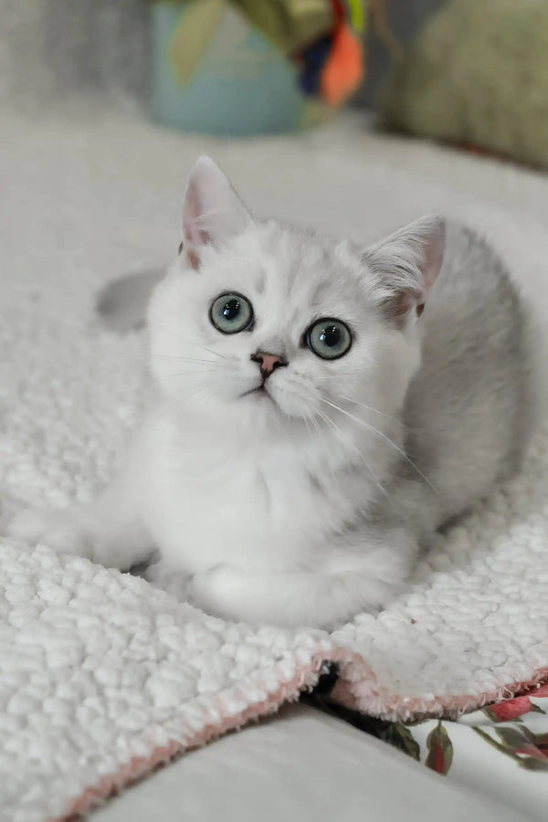 Blanca | british shorthair kitten
