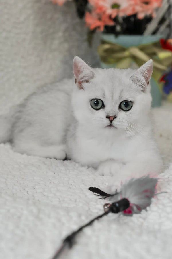 Blanca | british shorthair kitten