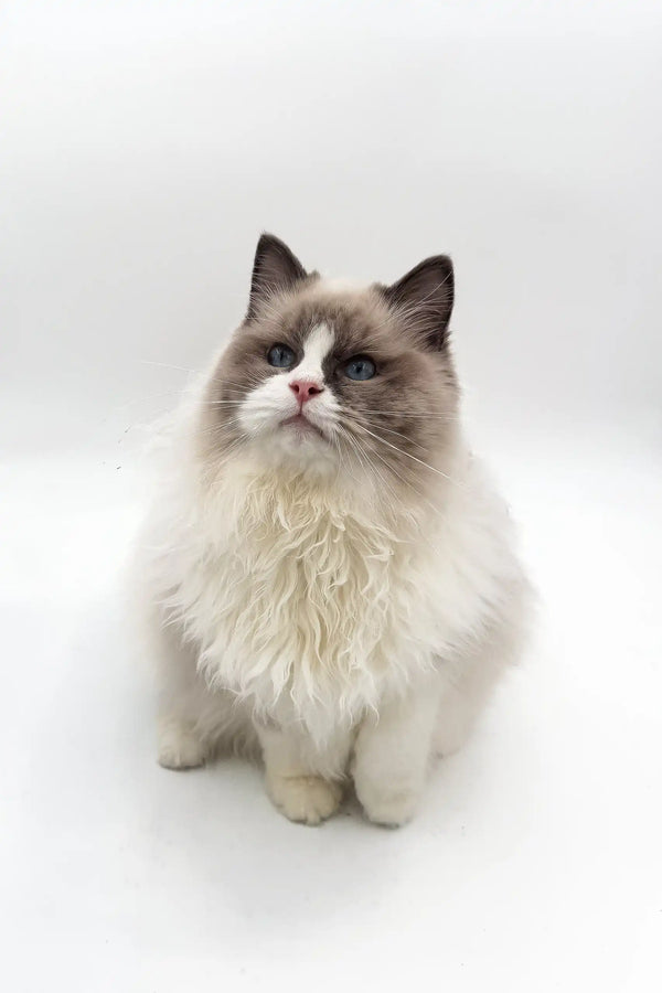 Ragdoll kitten Blaze with cream fur and dark points sitting cutely upright
