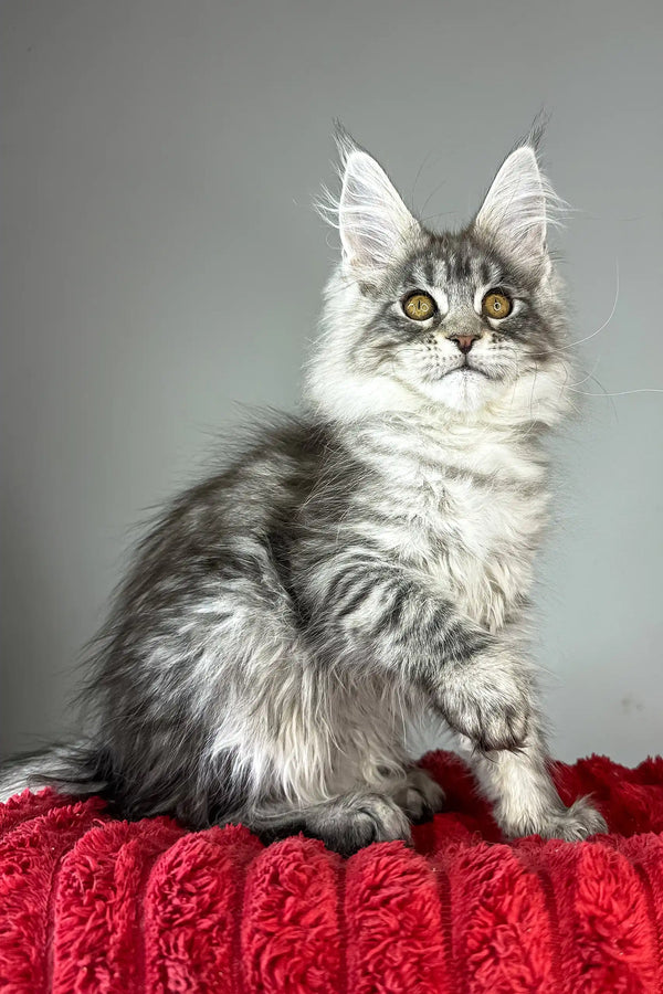 Bloom | maine coon kitten