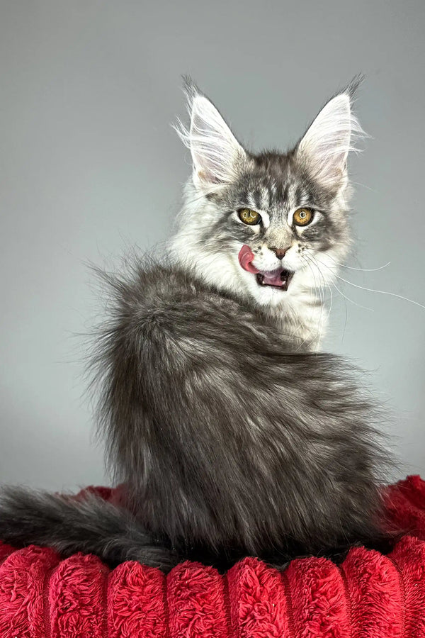 Bloom | maine coon kitten