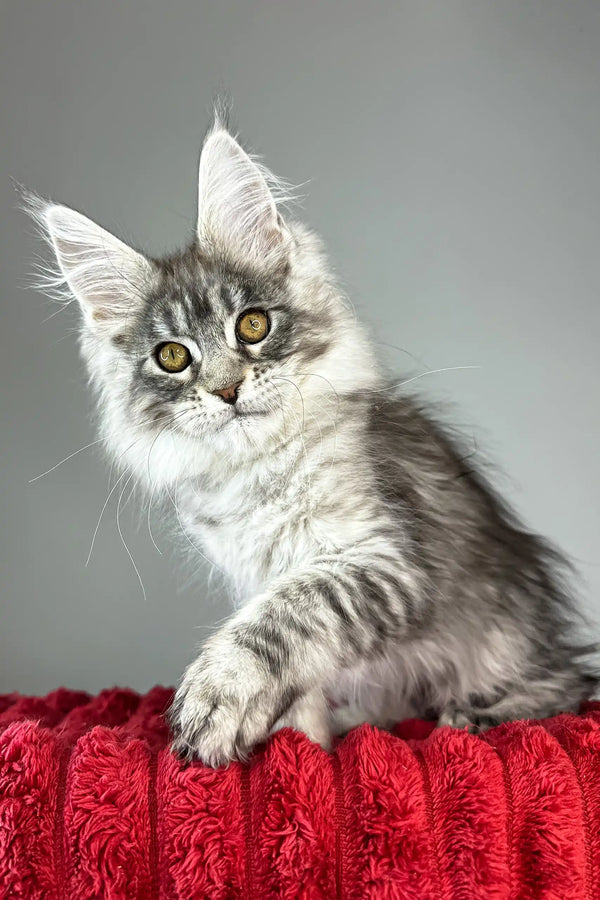 Bloom | maine coon kitten