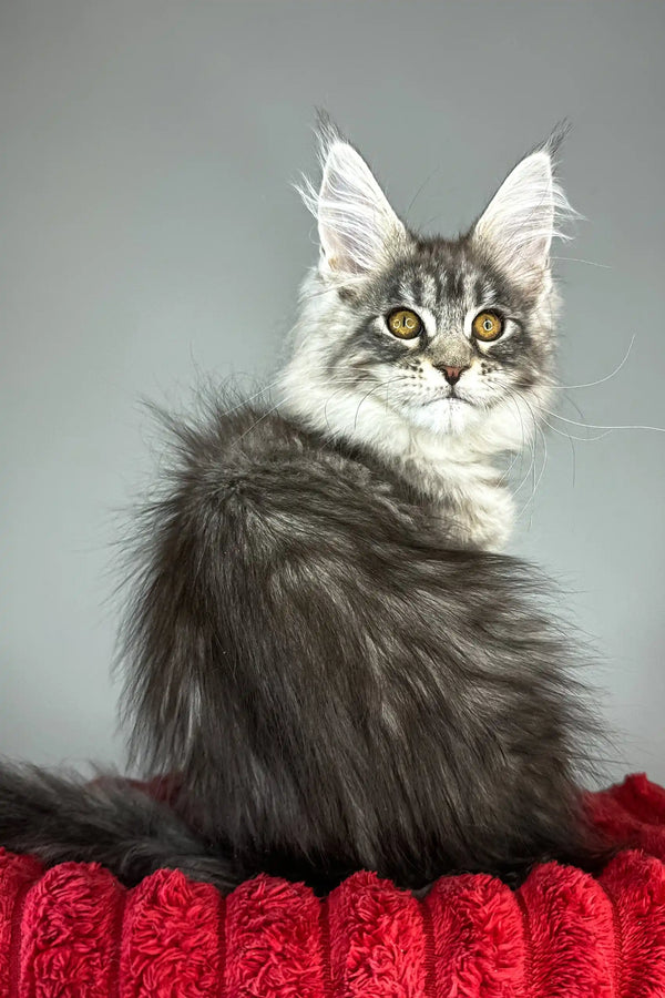 Bloom | maine coon kitten