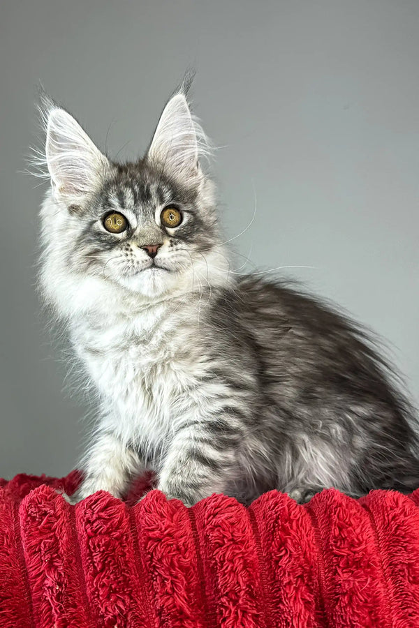 Bloom | maine coon kitten