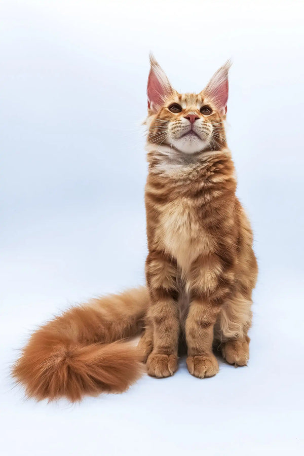 Bobby | maine coon kitten